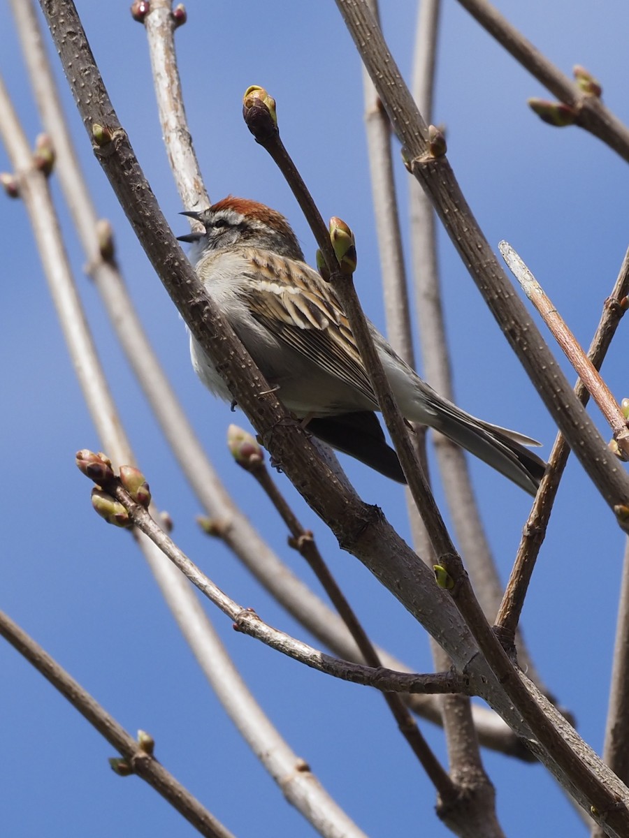 Chipping Sparrow - Denis Allard