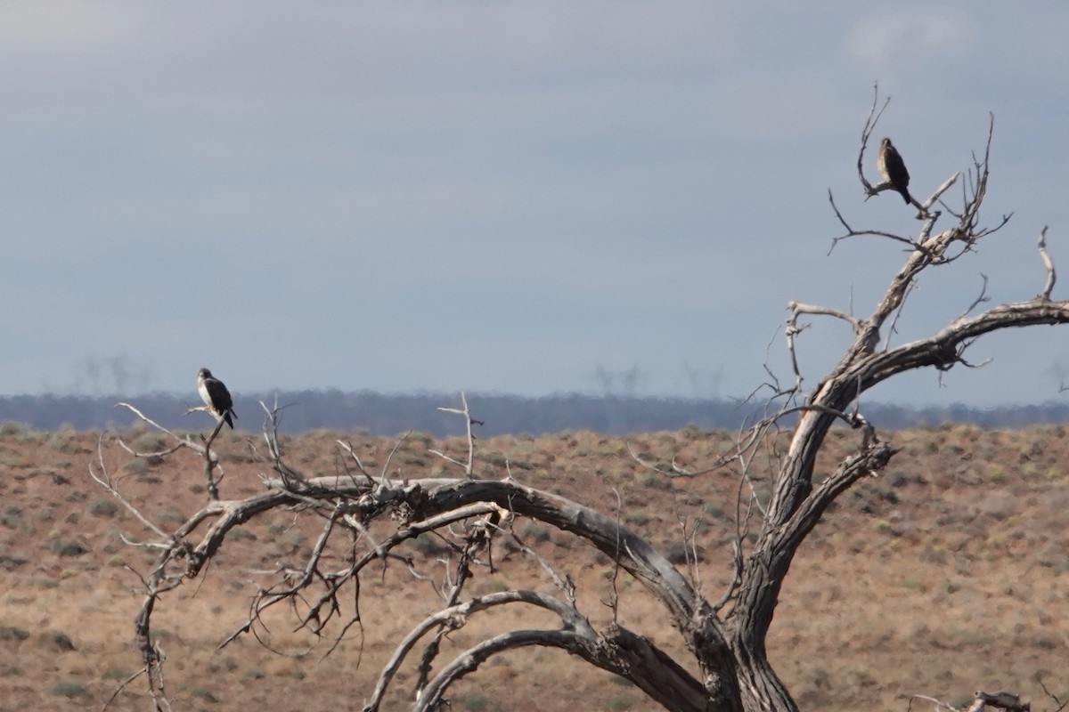 Swainson's Hawk - ML327672361