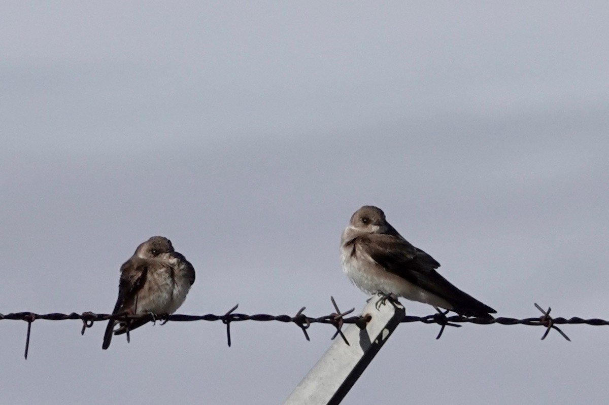 Northern Rough-winged Swallow - ML327672481