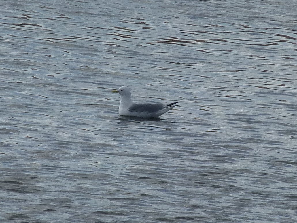 Mouette tridactyle - ML327673921