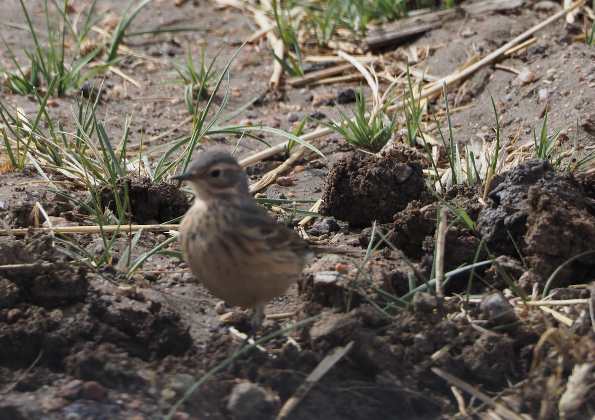 American Pipit - ML327675681