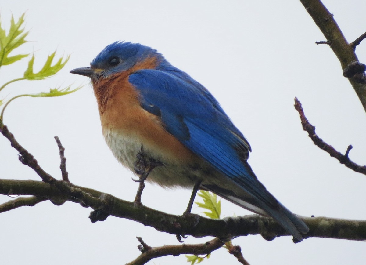 Eastern Bluebird - ML327676061