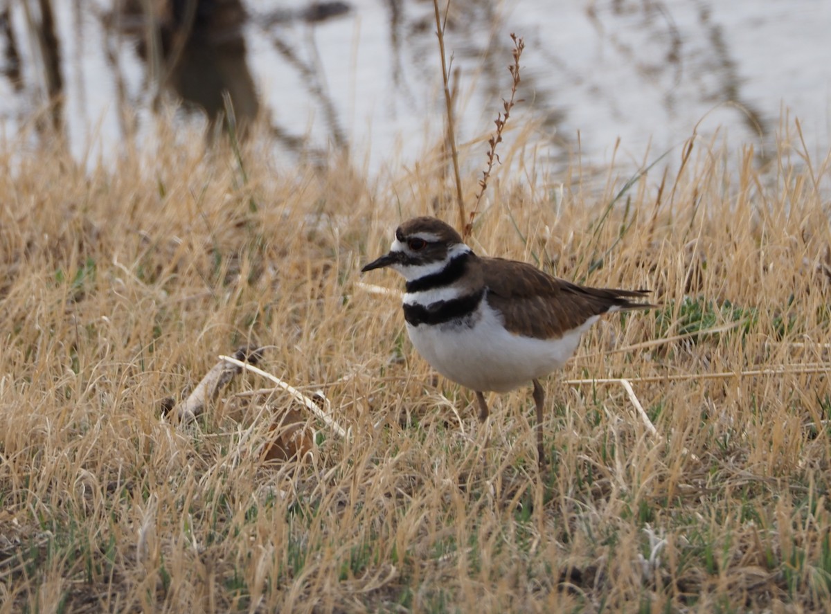 Killdeer - ML327676311