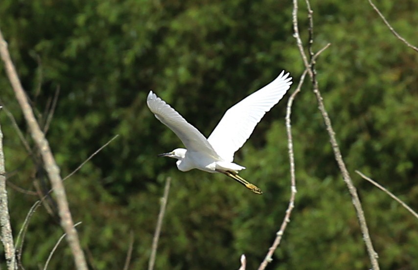 Snowy Egret - ML32767851