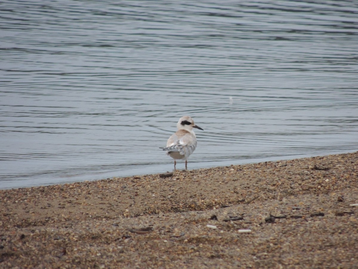 Forster's Tern - Bill Stanley