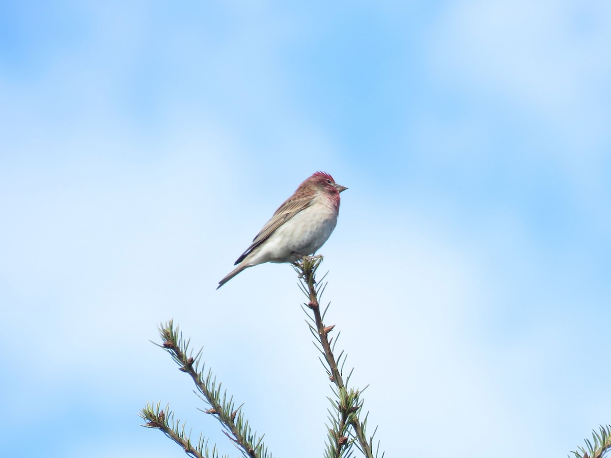 Cassin's Finch - ML327679311