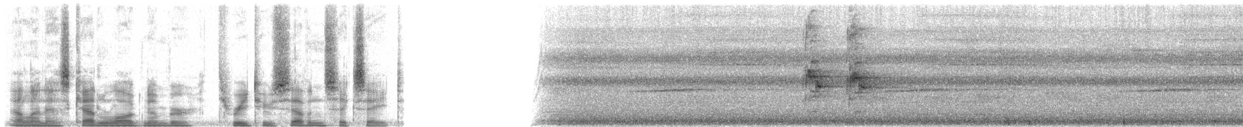 špaček bělokrký - ML32768