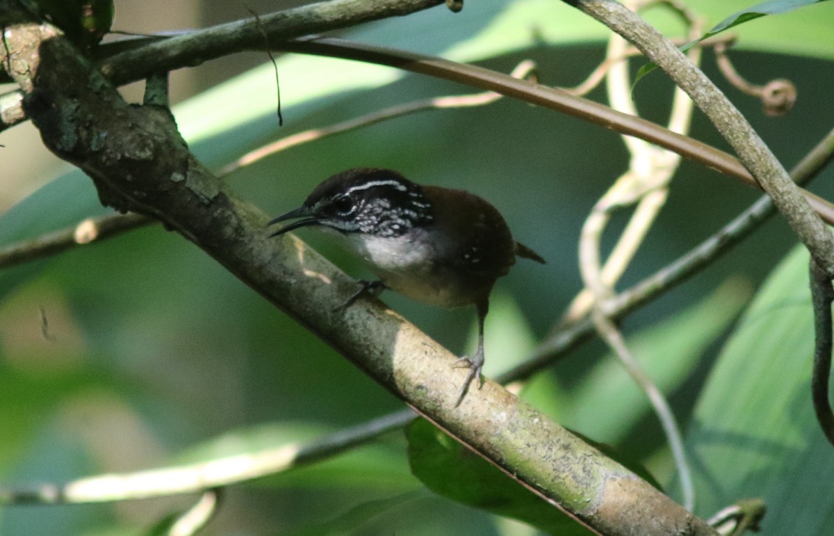 Cucarachero Pechiblanco (grupo prostheleuca) - ML327683781