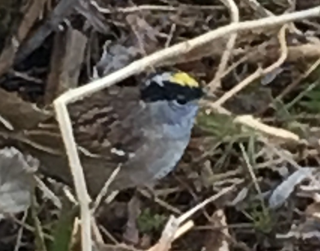 Golden-crowned Sparrow - ML327685561
