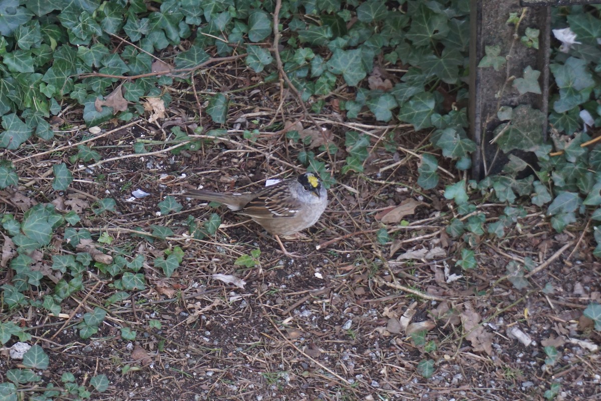 Bruant à couronne dorée - ML327685831