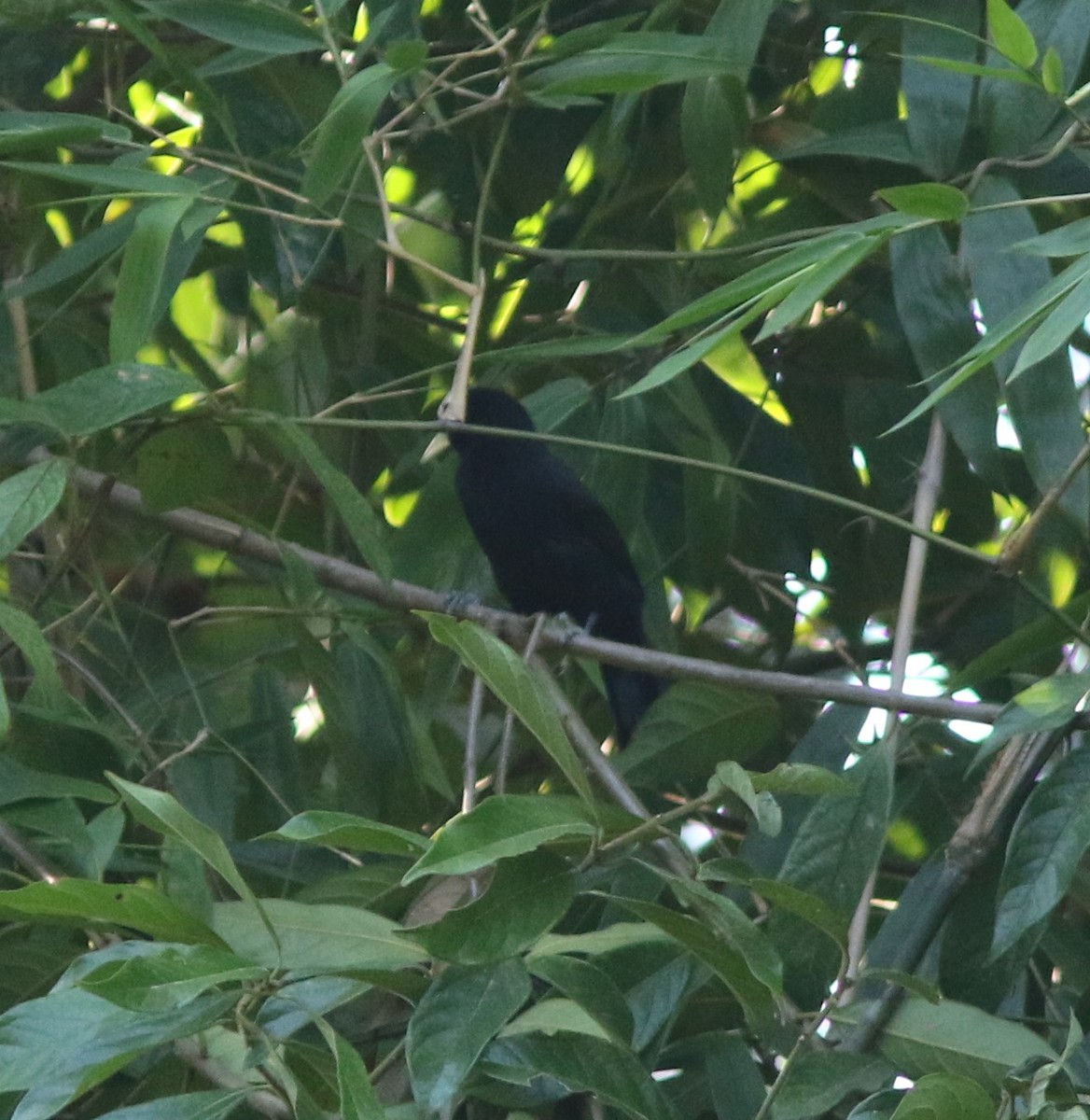 Yellow-billed Cacique (Prevost's) - ML327686281