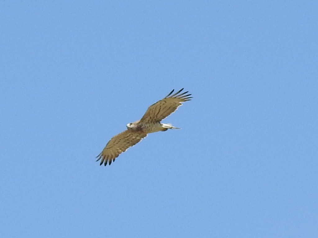 Short-toed Snake-Eagle - ML327687711