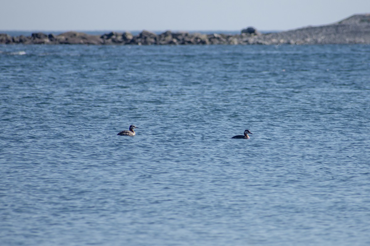 Red-necked Grebe - ML327688431