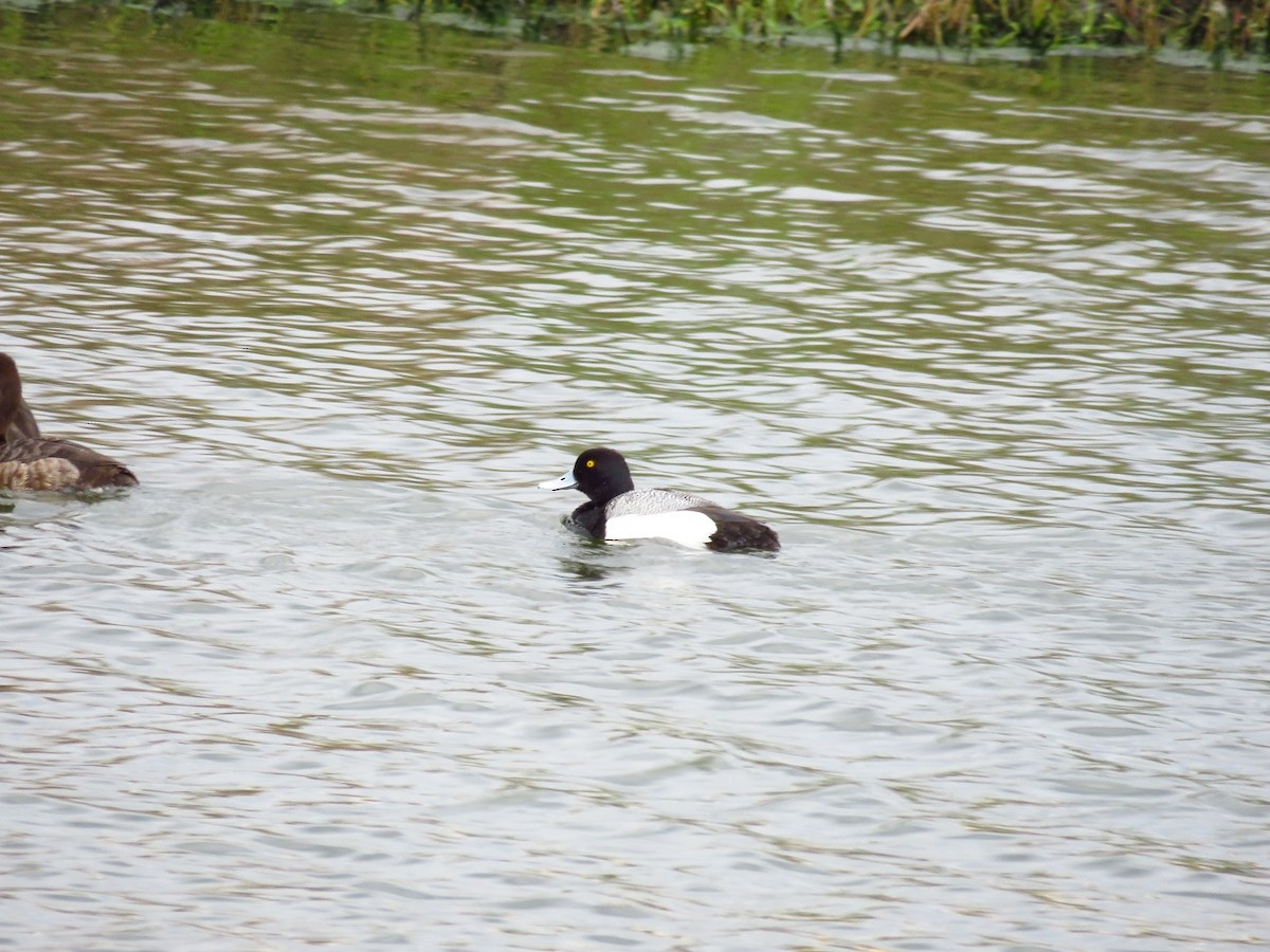 Greater Scaup - ML327689511