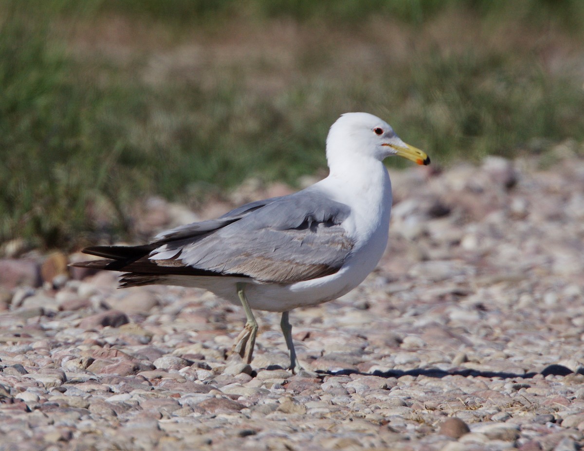 California Gull - ML327689571