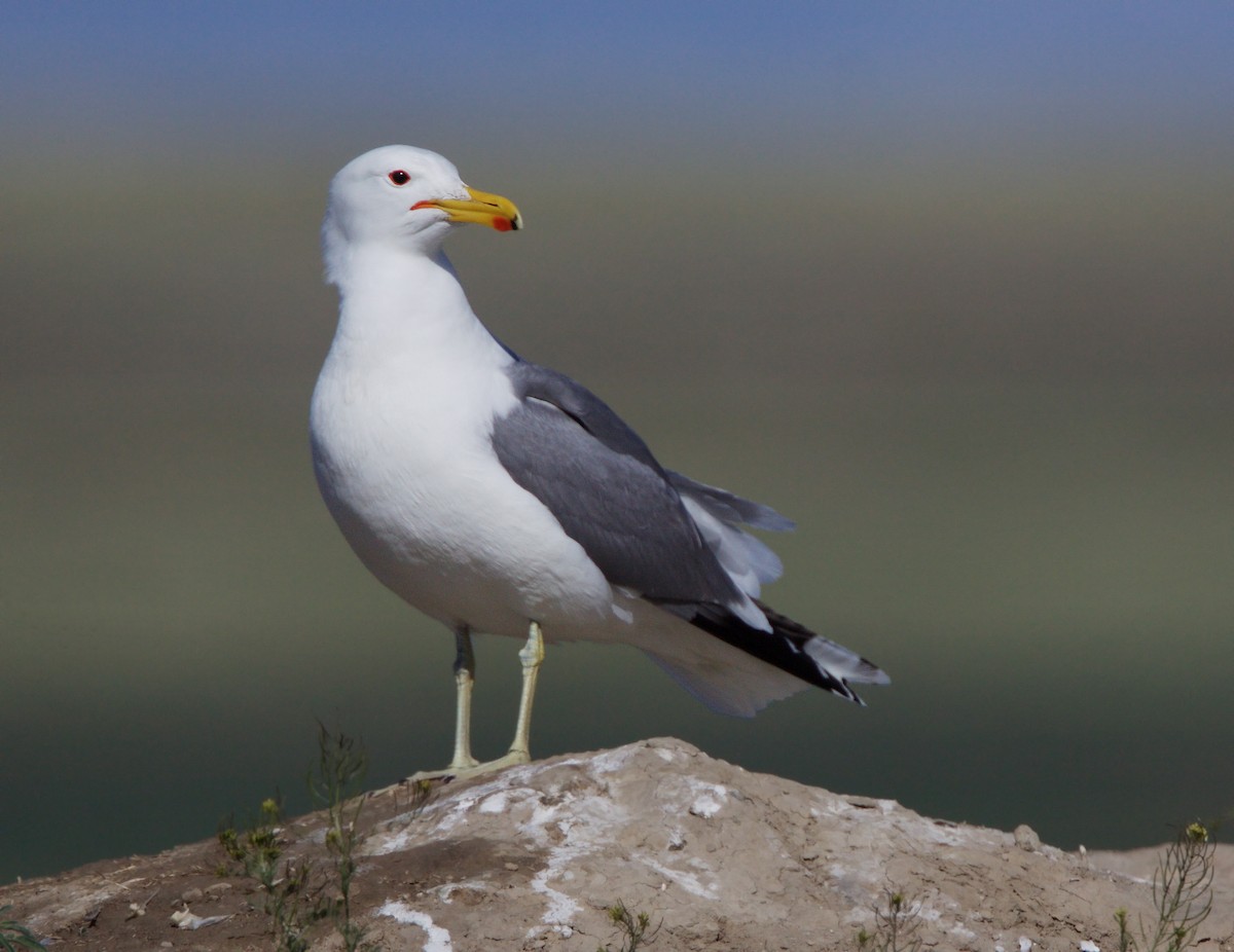 California Gull - ML327690171