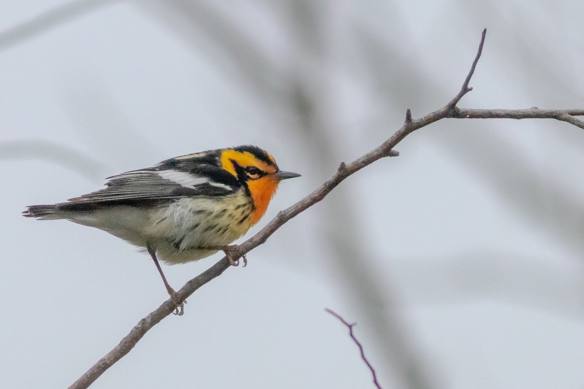 Blackburnian Warbler - Marco Rego