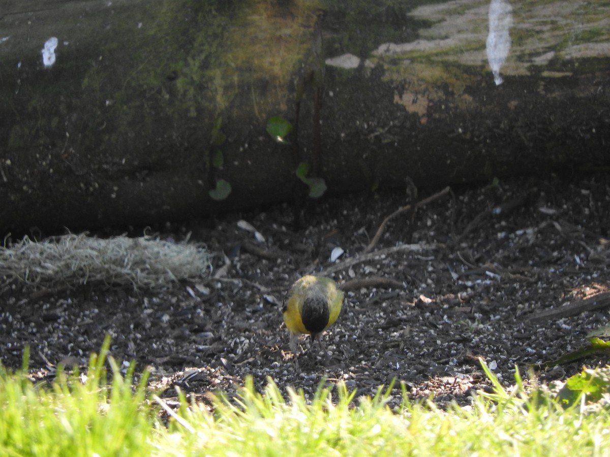 Lesser Goldfinch - ML327693821