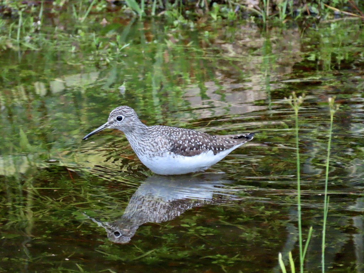 Solitary Sandpiper - ML327694221