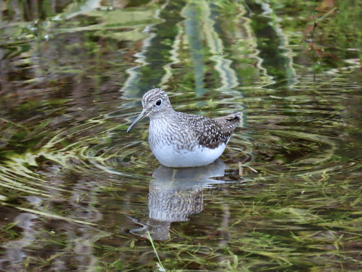 Solitary Sandpiper - ML327694231