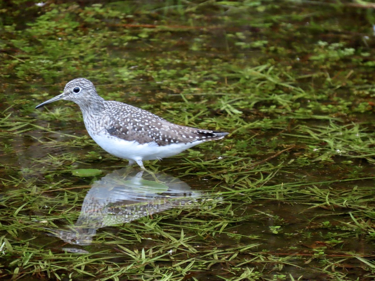 Solitary Sandpiper - ML327694241