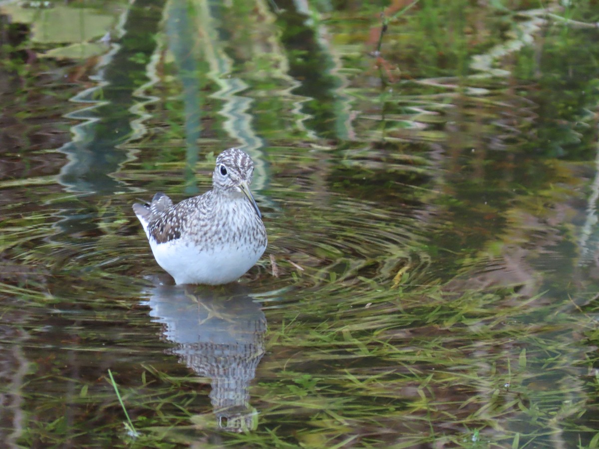 Solitary Sandpiper - ML327694281