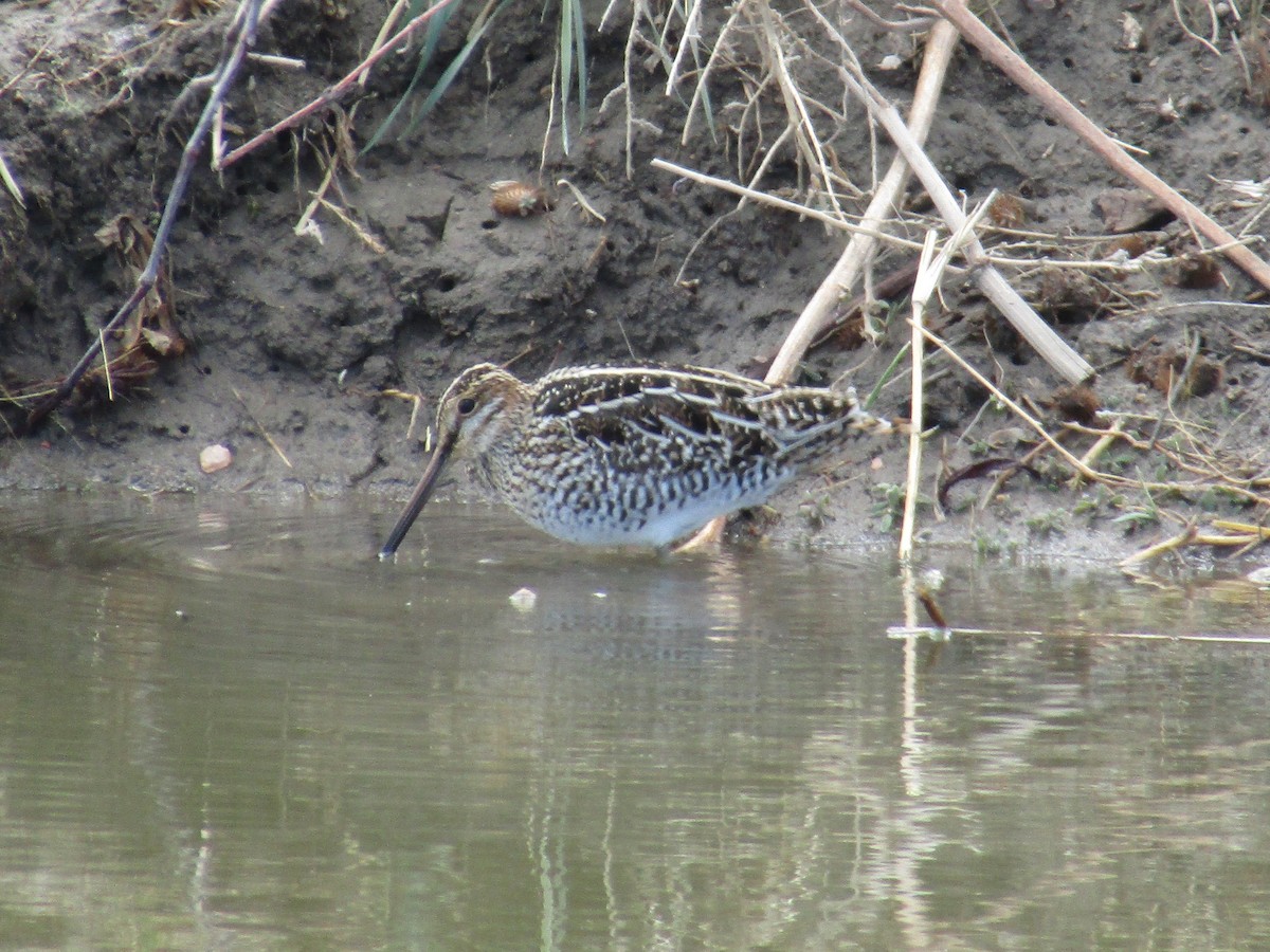 Wilson's Snipe - ML327695331