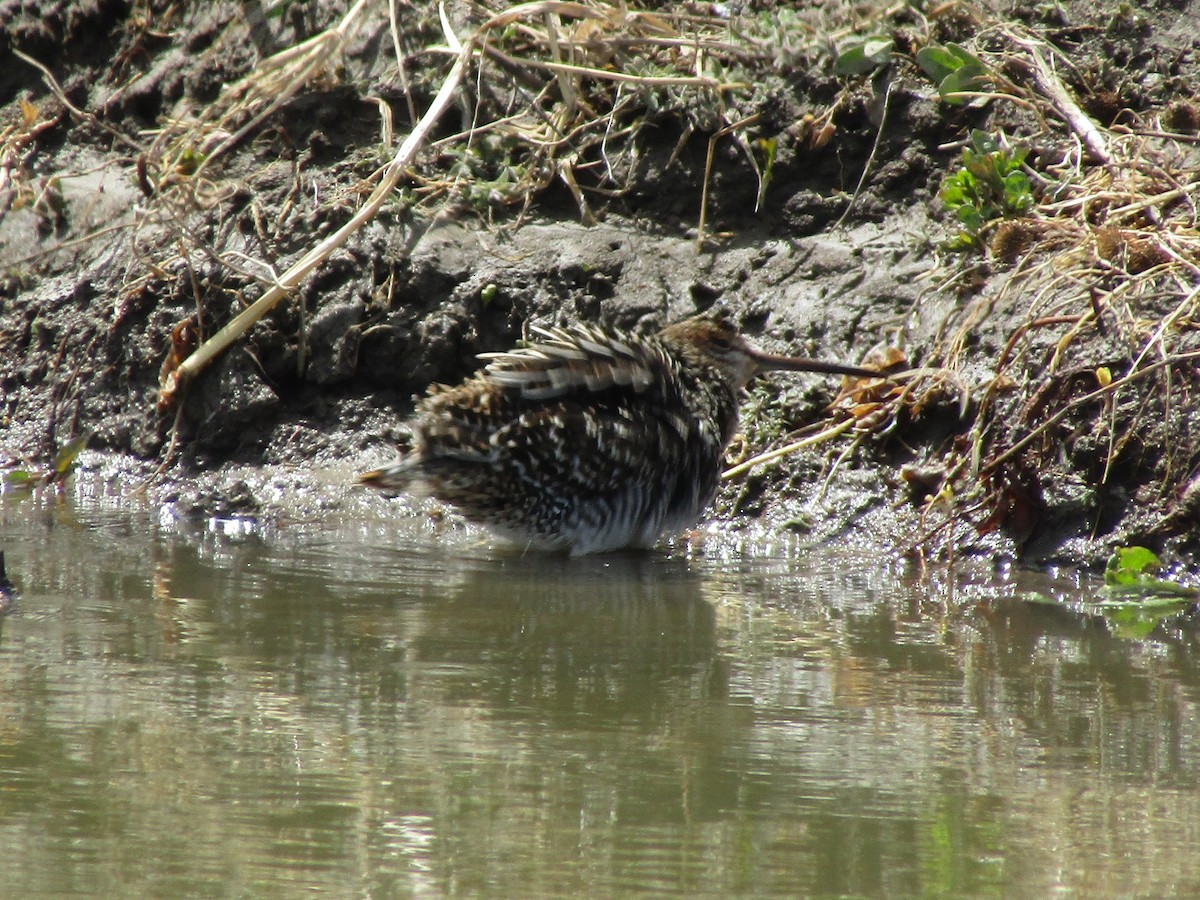Wilson's Snipe - ML327695341