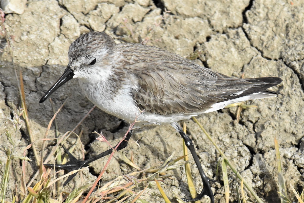 Correlimos de Alaska - ML327695911