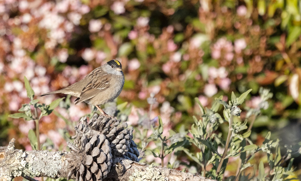 Golden-crowned Sparrow - ML327698681