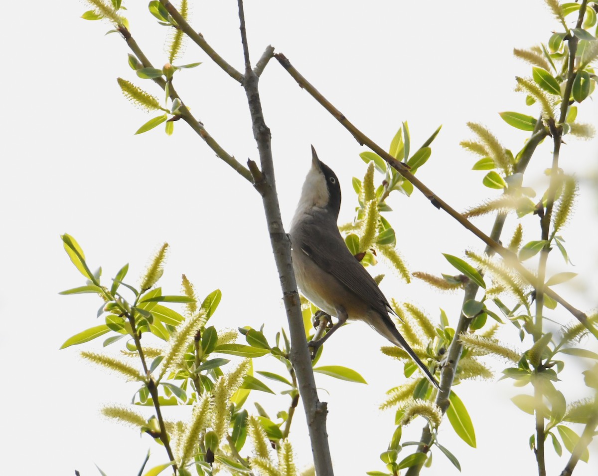 Western Orphean Warbler - ML327700191