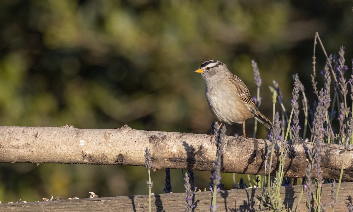 White-crowned Sparrow - ML327701981