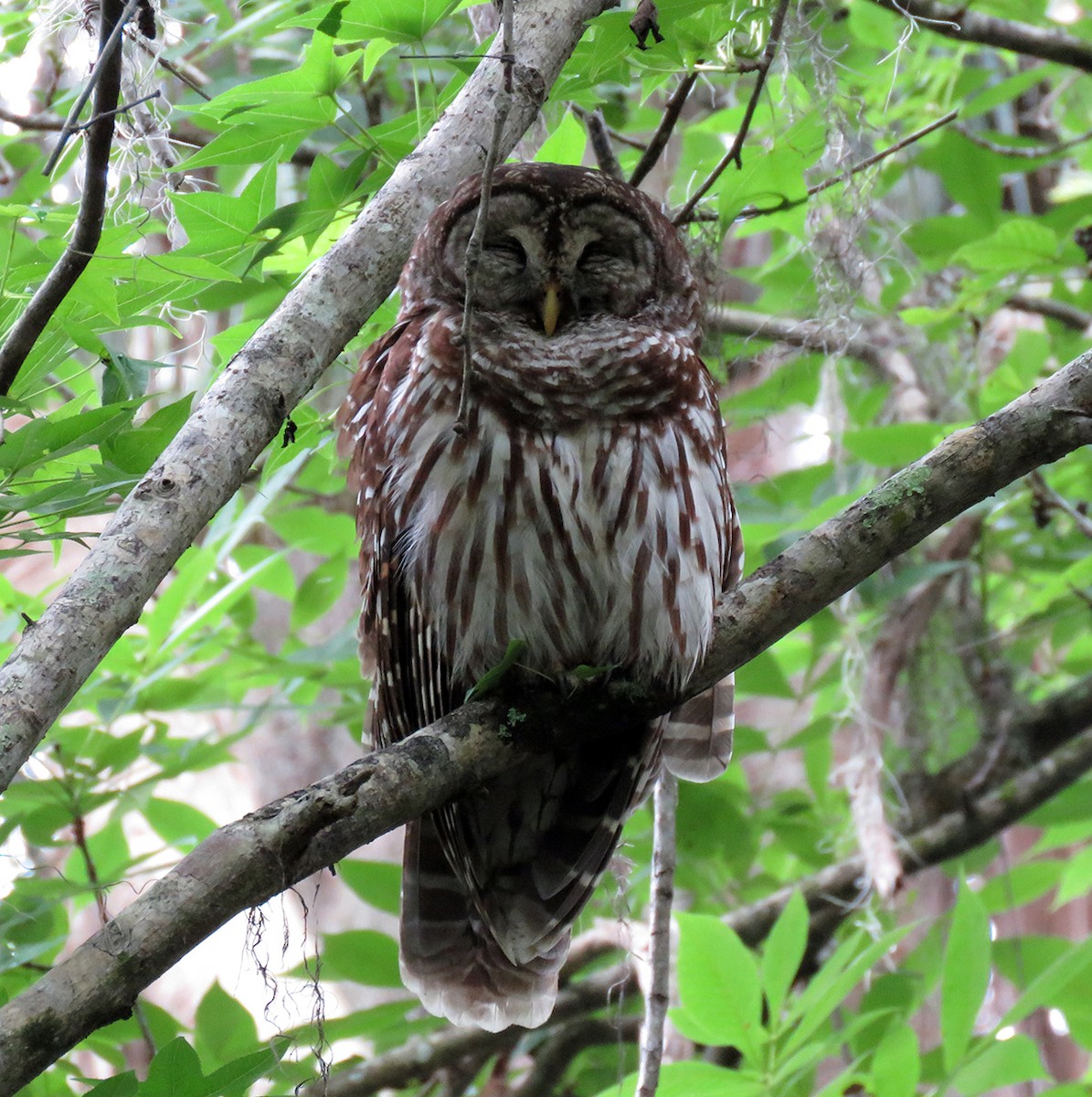 Barred Owl - ML327704091