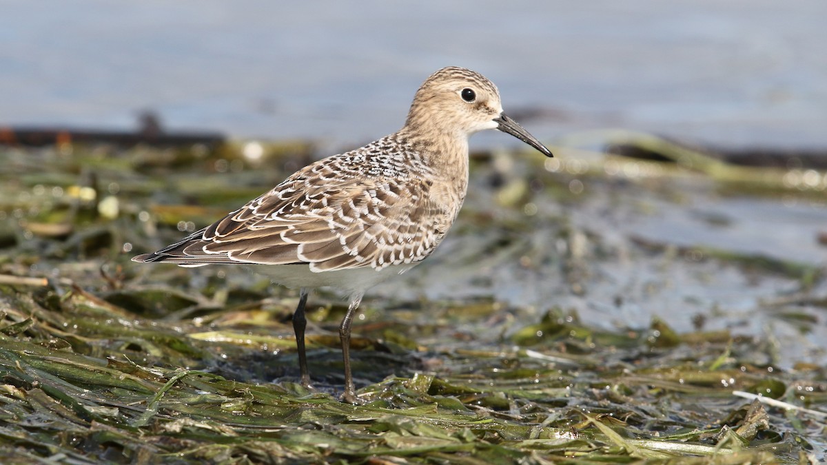 Bairdstrandläufer - ML32770421