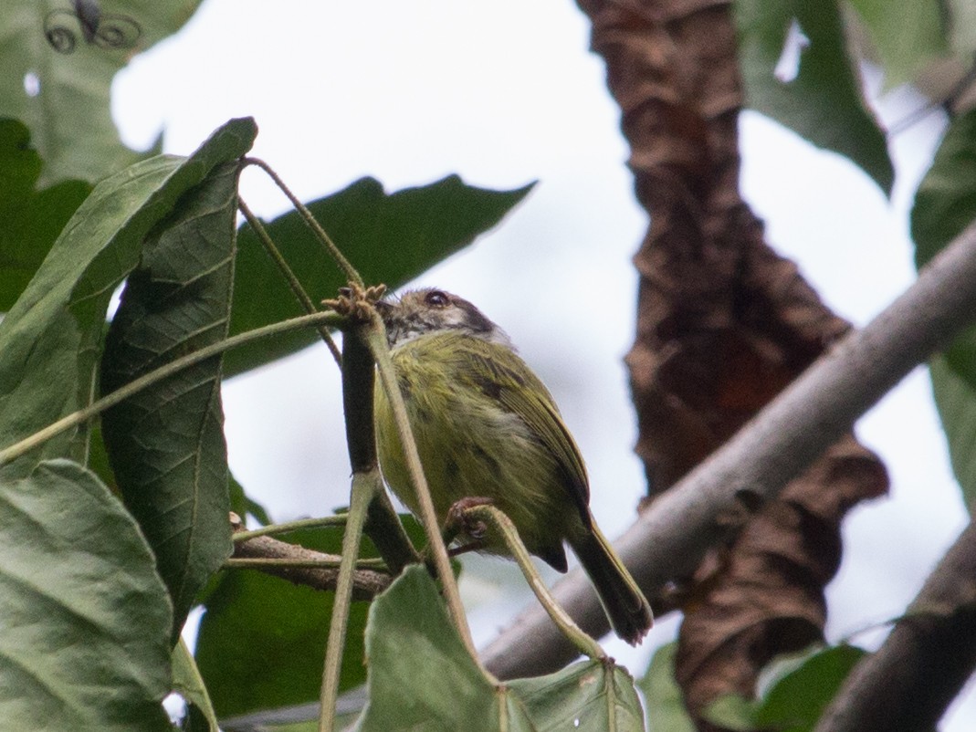 Eared Pygmy-Tyrant - ML327704341