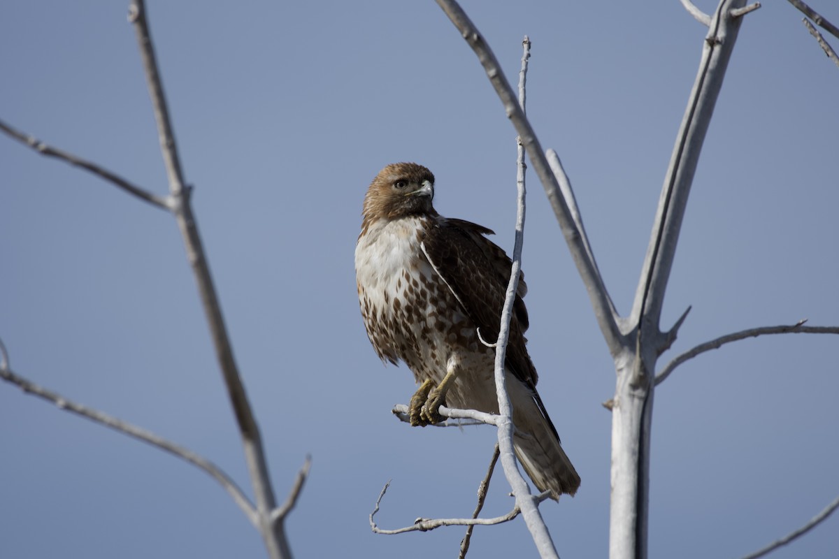 Red-tailed Hawk - ML327704391