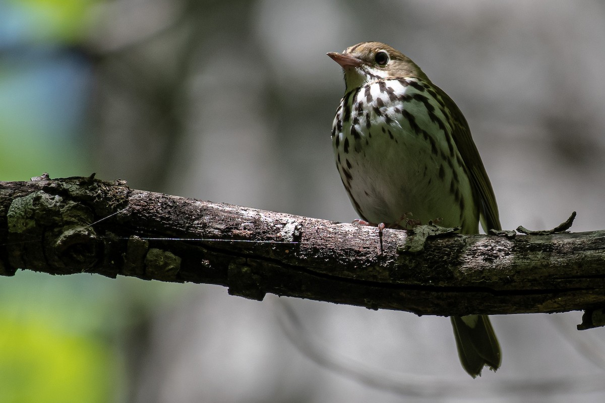 Ovenbird - ML327704431