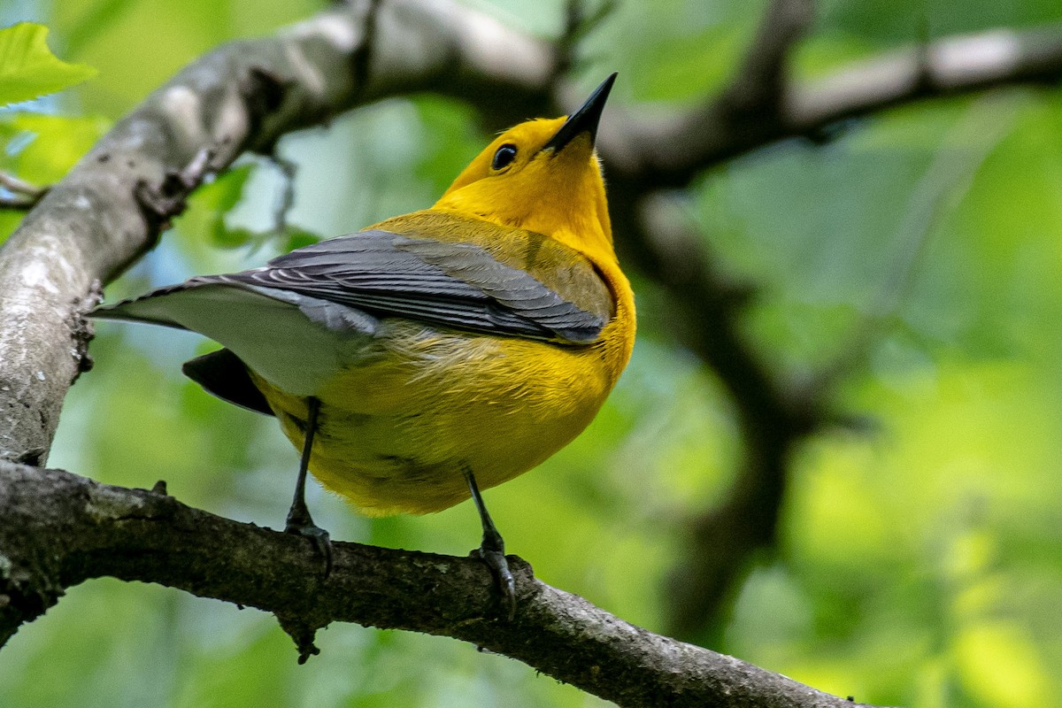 Prothonotary Warbler - ML327704671