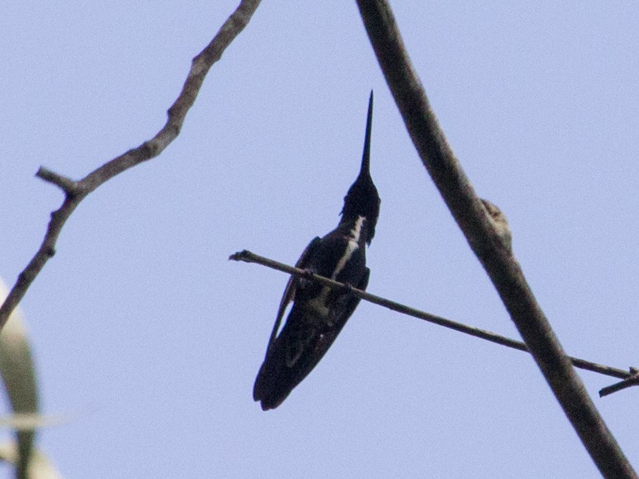 Colibrí Escamoso - ML327704861