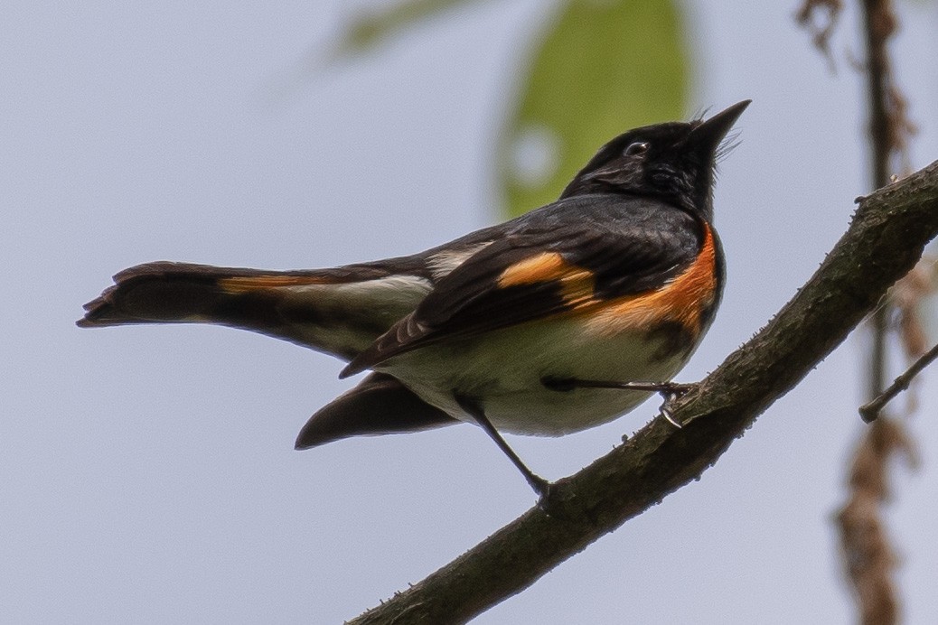 American Redstart - ML327704961