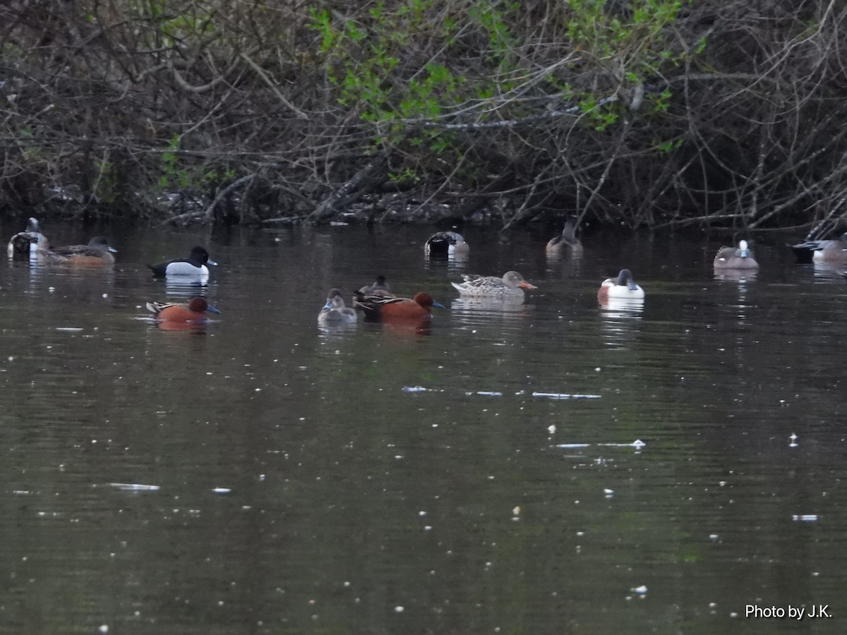 Cinnamon Teal - ML327705731