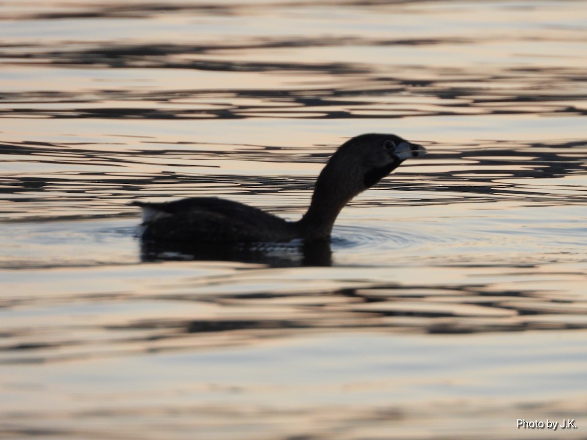 Pied-billed Grebe - ML327705991