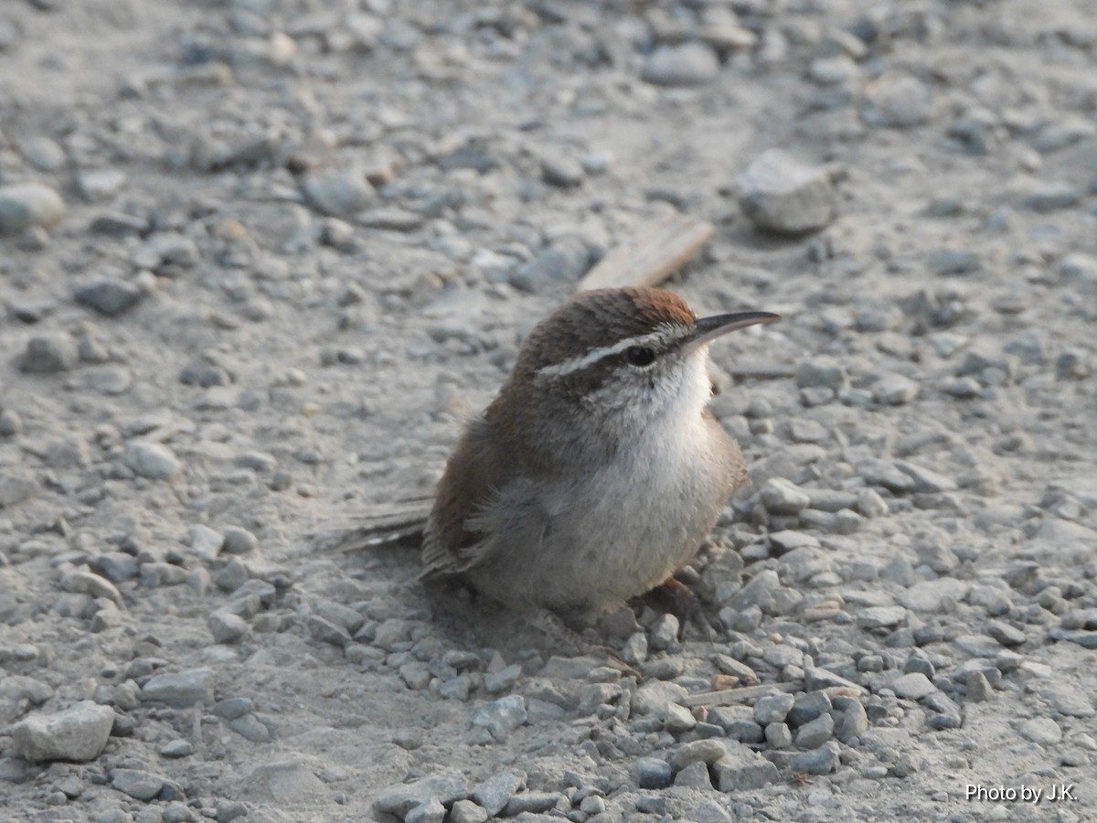 Bewick's Wren - ML327706171