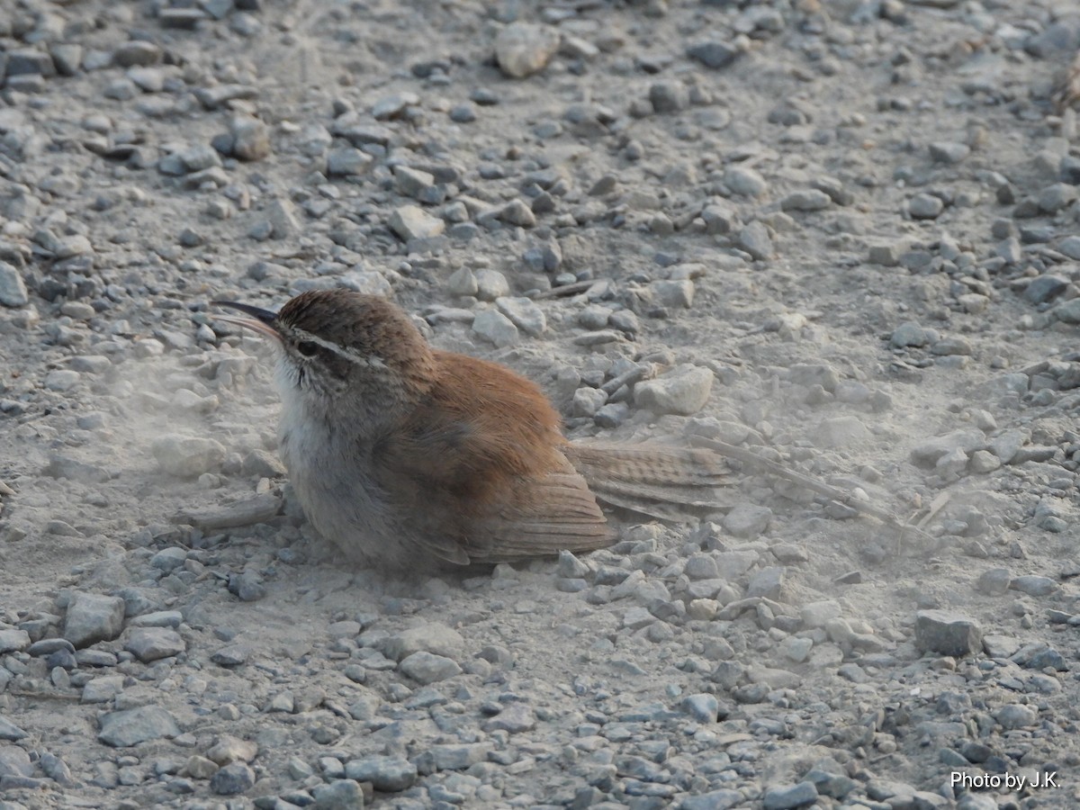 Bewick's Wren - ML327706211