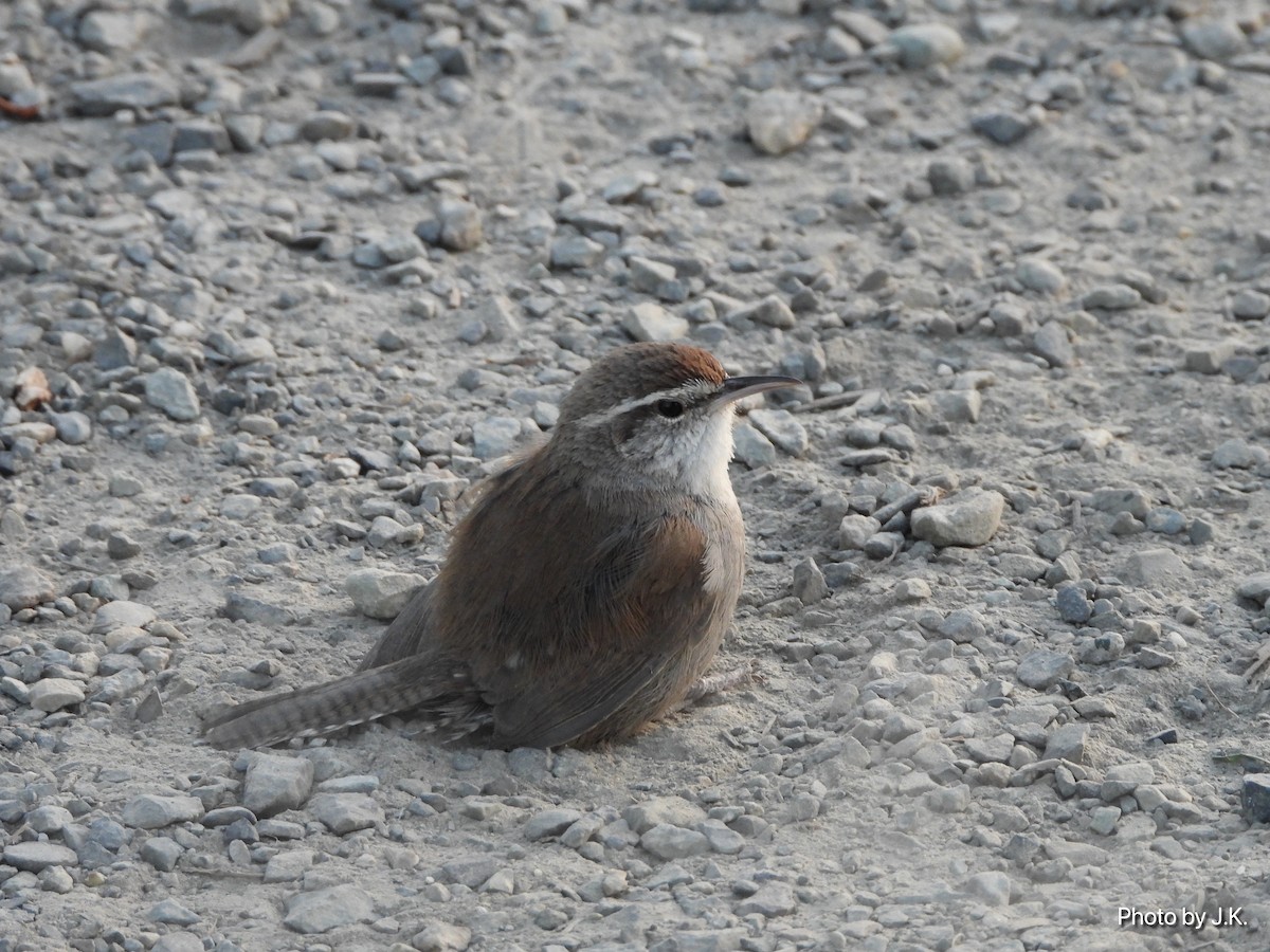 Bewick's Wren - ML327706241