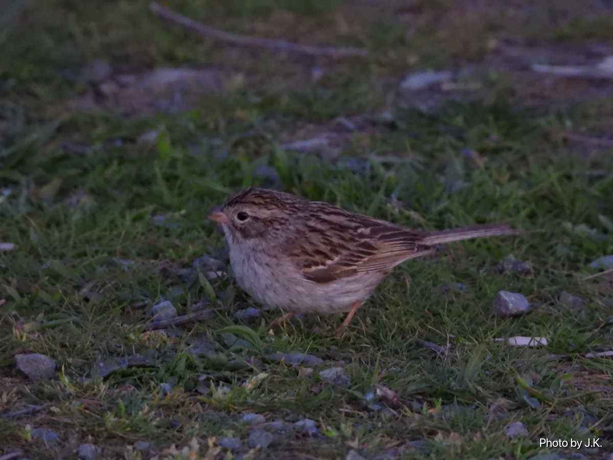 Brewer's Sparrow - Jarvis Kane