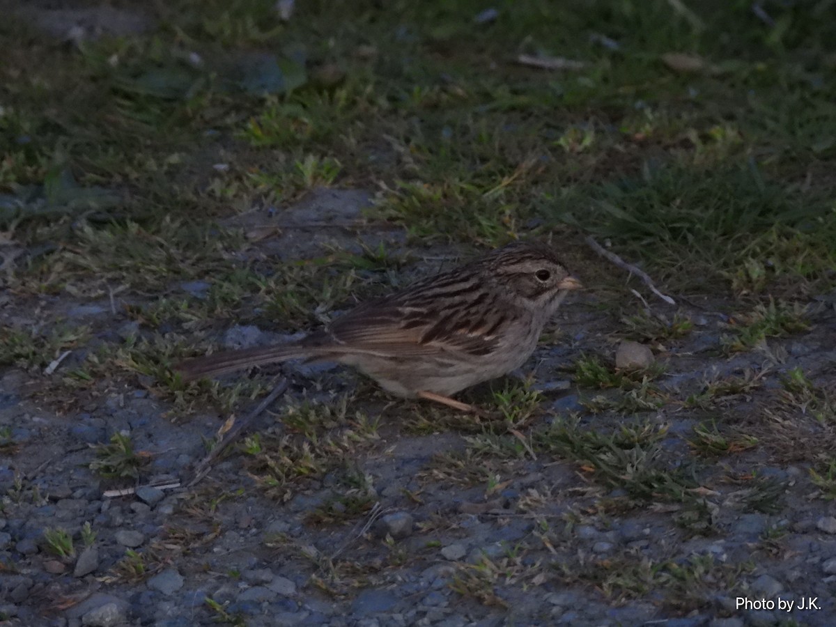 Brewer's Sparrow - ML327706481