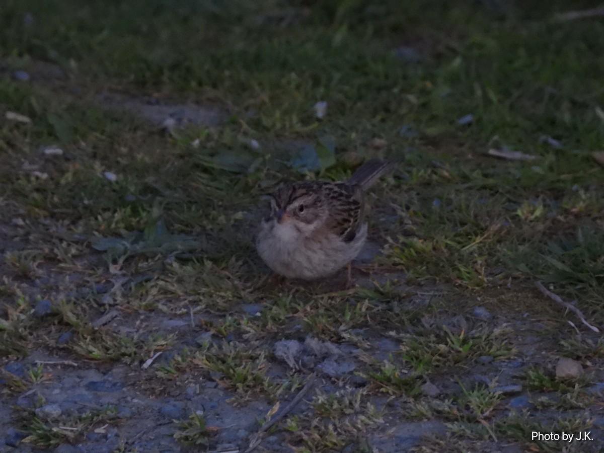 Brewer's Sparrow - Jarvis Kane