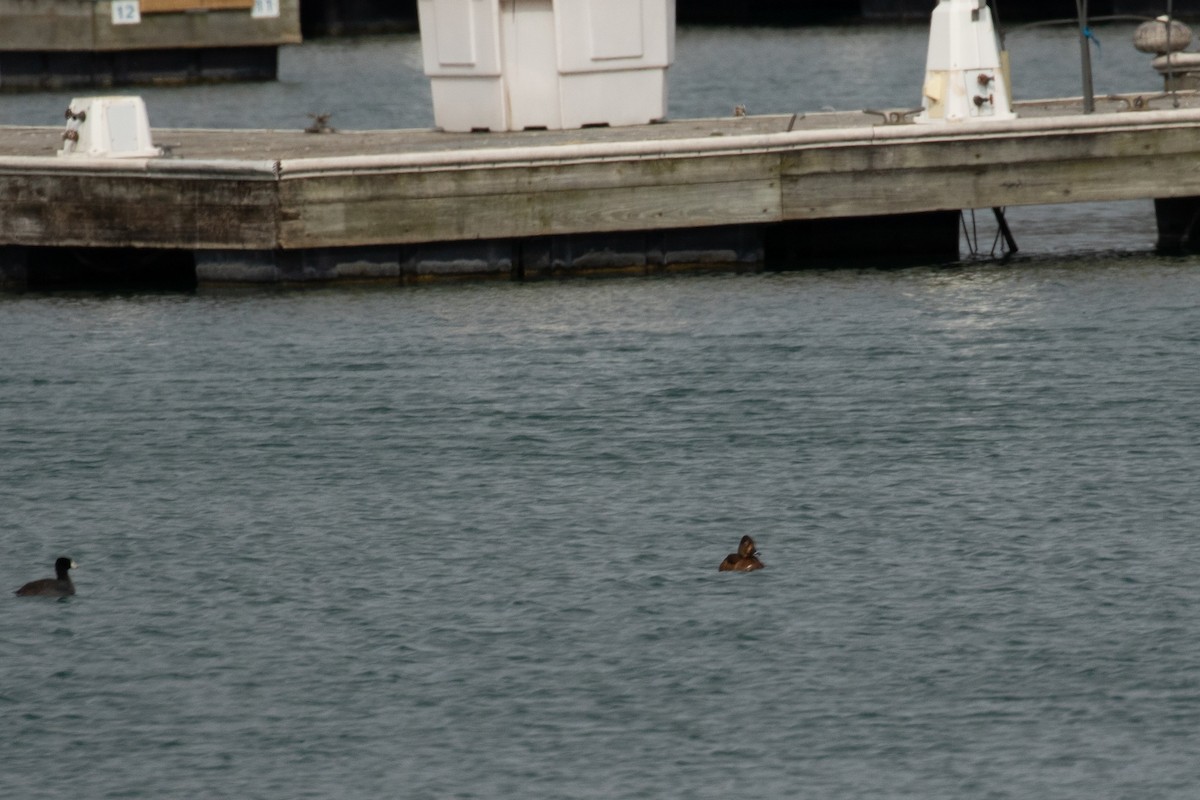 Ring-necked Duck - ML327707561