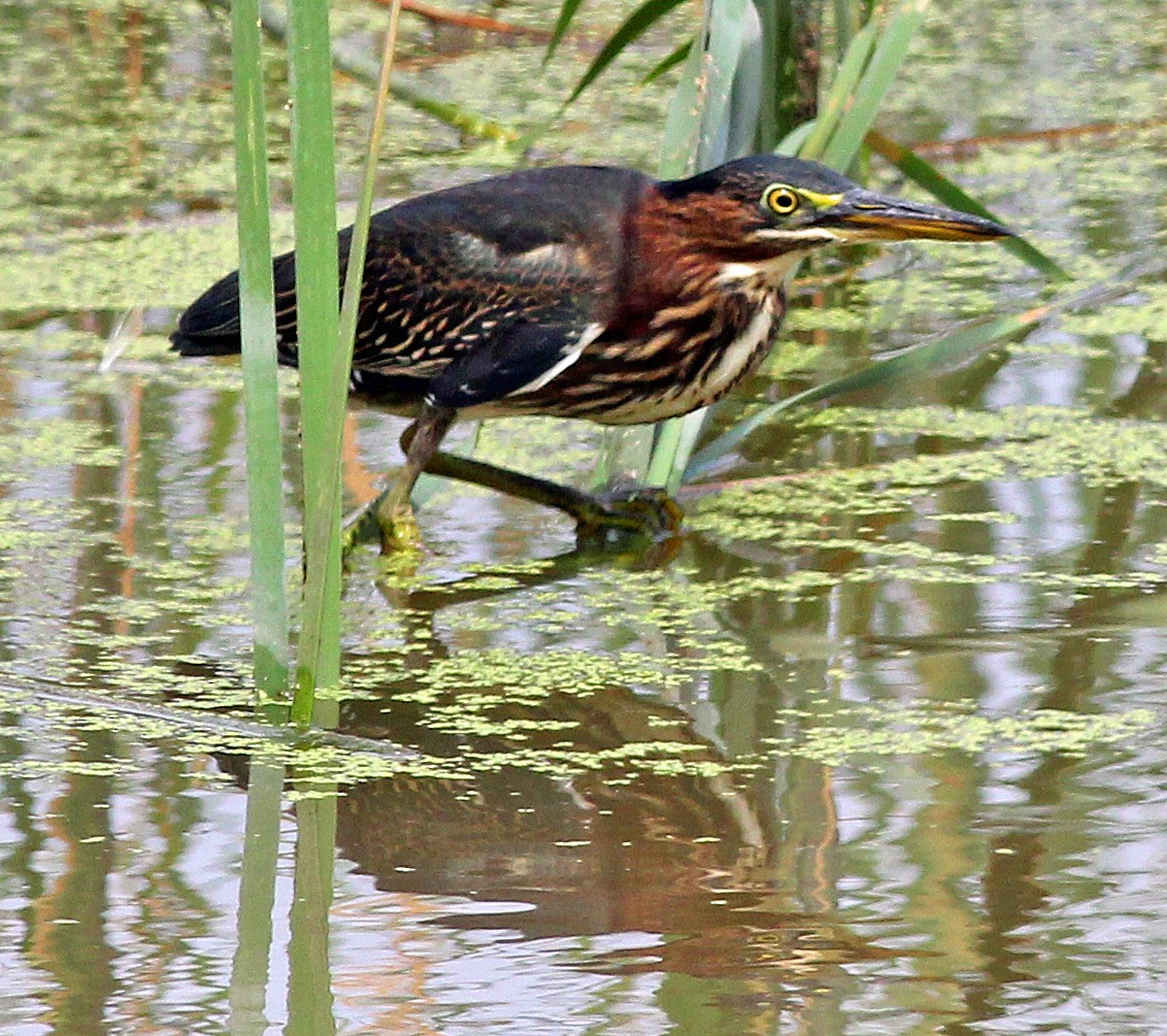 Green Heron - ML32770821